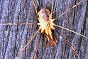 Phalangium_opilio_F1984_Z_78_Les Gris_Frankrijk